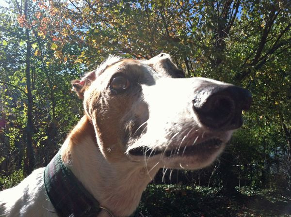 image of Dudley's loooooong nose in close-up