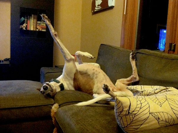 image of Dudley asleep on his back on the couch with his legs in the air