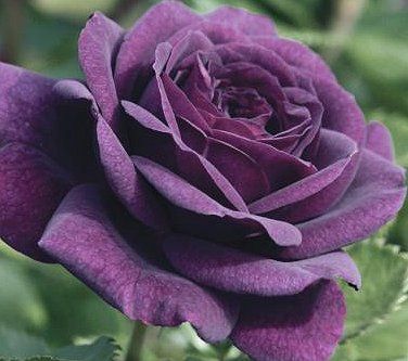 image of a purple rose