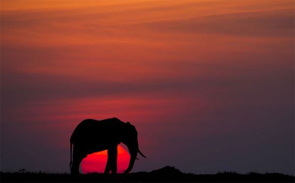 image of an elephant in silhouette at a distance, against a sky brightly colored by the setting sun