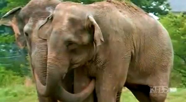 image of the two elephants standing with their heads bumped together and their trunks entwined