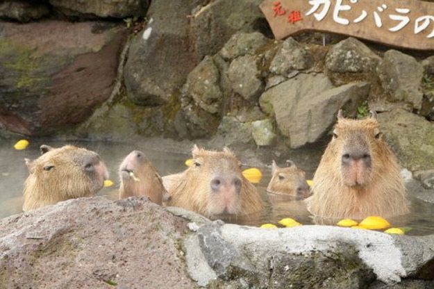 image of capybaras, which are large rodents, sitting in a hot spring