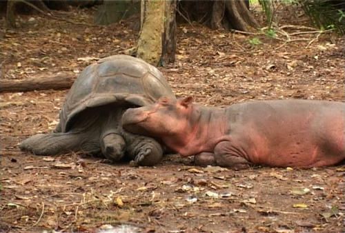 image of a baby hippo cuddling with a giant tortoise