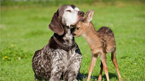 image of a German shorthaired pointer nuzzling a tiny baby deer
