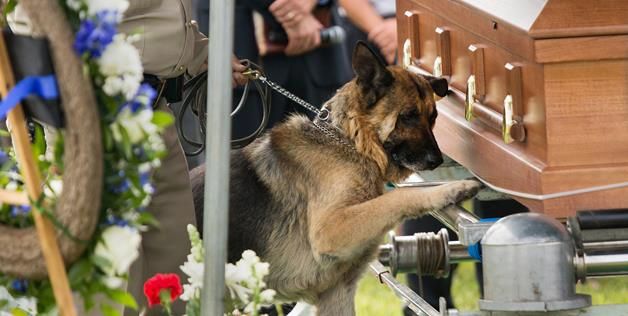 image of a German Shepherd dog putting its paw on a casket at a funeral