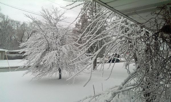 image of snowy trees and vines off my porch