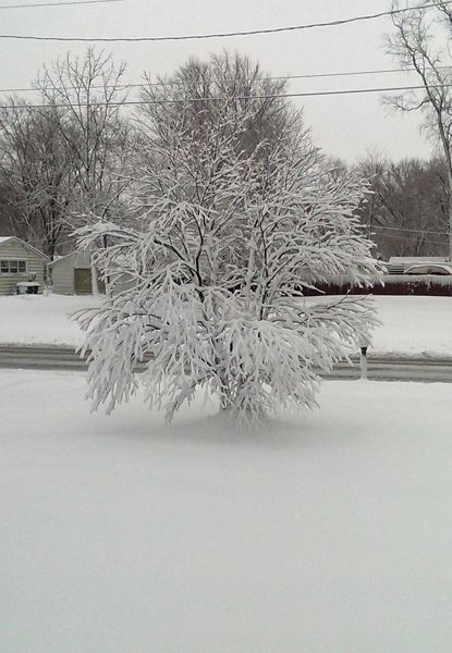image of a snowy tree in a snowy yard