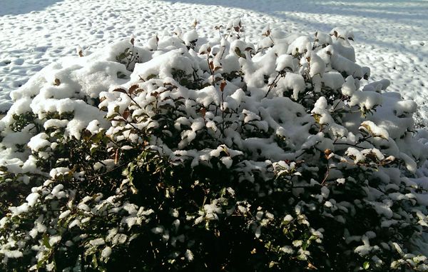 image of a bush and my front yard covered in snow