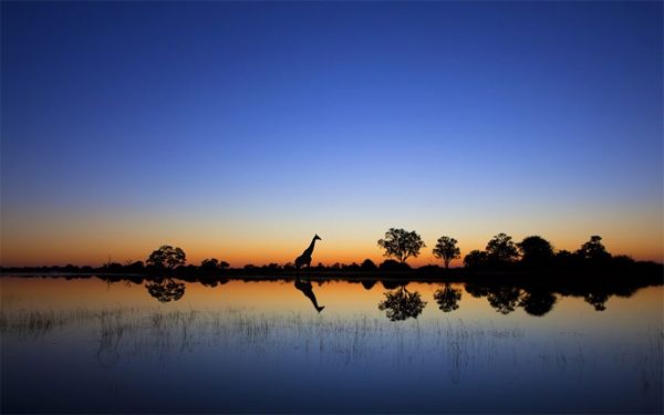 image of the silhouette of a giraffe at a distance against a sunset