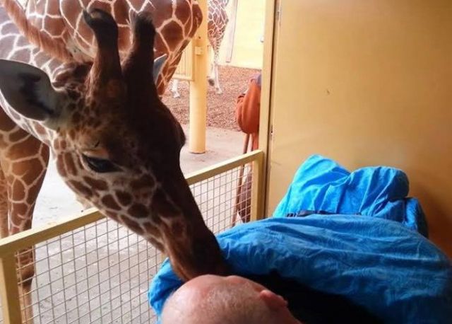 image of a giraffe leaning down to nuzzle the face of an older white man lying in a hospital bed