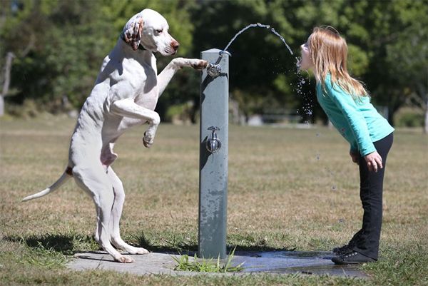image of a dog holding the lever on a public water fountain, and a young white girl drinking from the resulting arc of water
