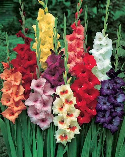 image of multicolored gladioli