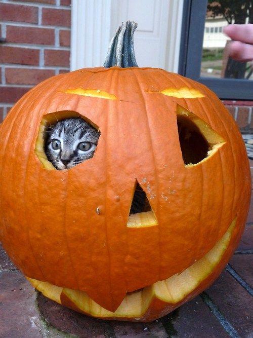 image of a kitten peering out of the eye-hole of a carved jack-o-lantern