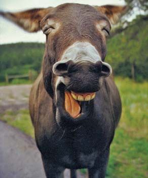 image of a grinning donkey