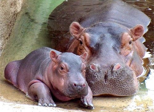 image of an adult and baby hippopotamus