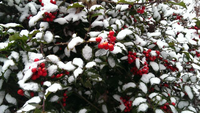 close-up image of white snow on a green holly bush with red berries