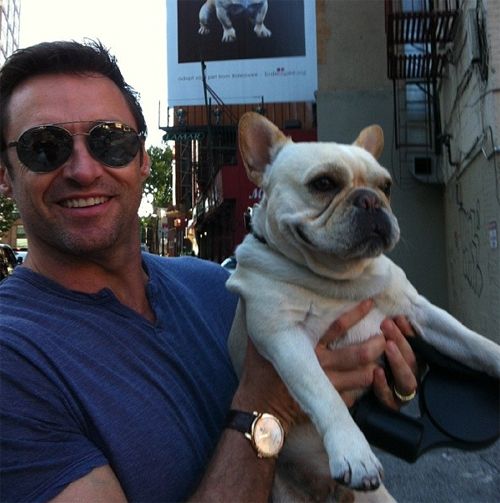 image of actor Hugh Jackman, a thin white middle-aged man wearing sunglasses and a blue t-shirt grinning and holding up his white French bulldog