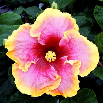 image of a yellow and pink hibiscus bloom