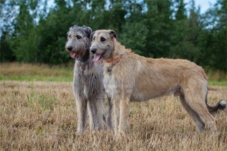 image of two Irish Wolfhounds standing in a field
