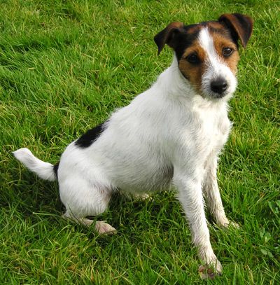 image of a Jack Russell terrier, a little white dog with black and brown markings