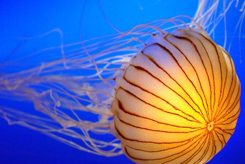 image of a jellyfish