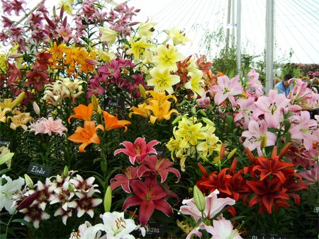 image of a colorful display of lilies
