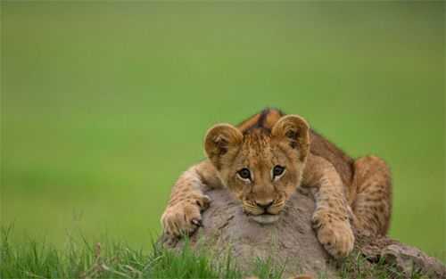 image of a lion cub lying on a rock