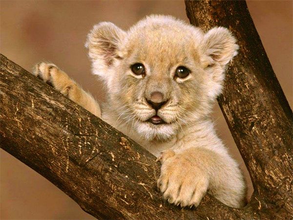 image of a lion cub in a tree