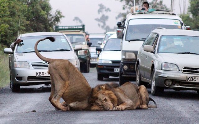 traffic is held up by two huge adult lions rolling around in the middle of a paved road