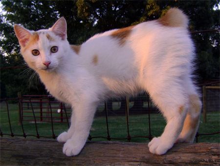 image of a white and ginger manx cat standing on a wooden fence