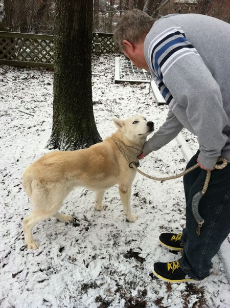 image of Midnight the white Husky with Iain, who is leaning down and scratching his neck, while Midnight looks up at him