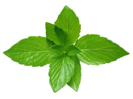 image of a sprig of mint