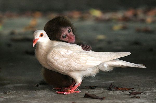 image of a tiny monkey gently hugging a dove