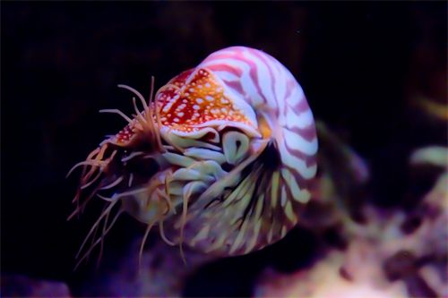 image of a chambered nautilus with a red and white striped spiral shell