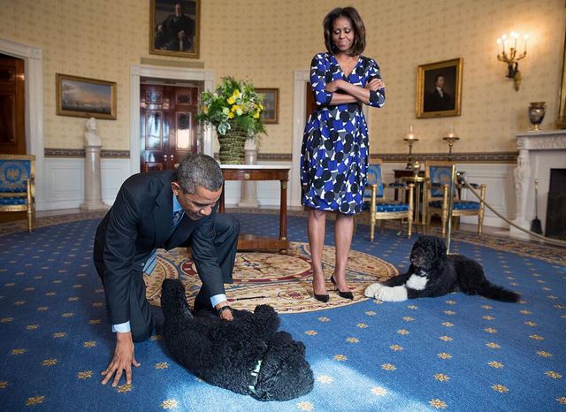 image of President Obama on the floor of the Oval Office giving Sunny the Dog a belly scratch, while First Lady Obama stands nearby with crossed arms, Bo the Dog at her feet