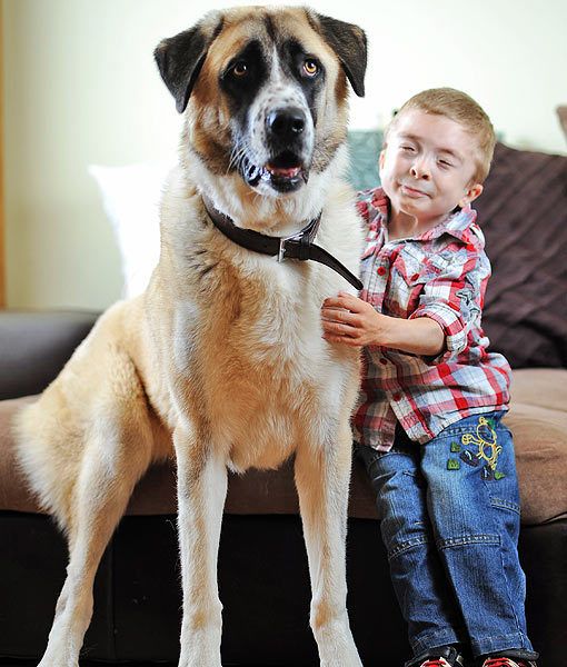 image of Haatchi, an Anatolian Shepherd, with one of his guardians, seven-year-old Owen Howkins, a white boy with Schwartz-Jampel syndrome, which causes permanently tense muscles