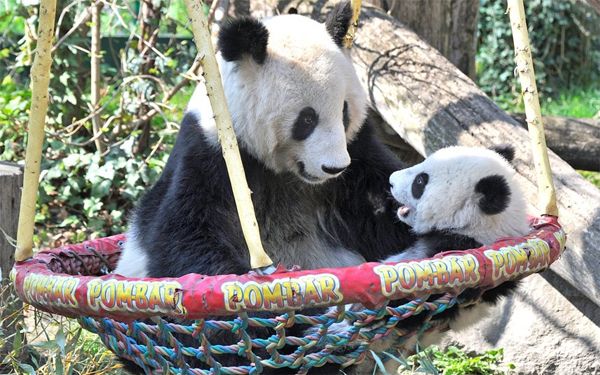 image of a mama panda bear playing with her cub in a swing; they are looking at one another almost as though mama is telling baby a story