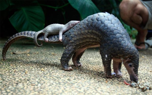 an image of a mama pangolin (scaly anteater) with a baby pangolin riding on her tail
