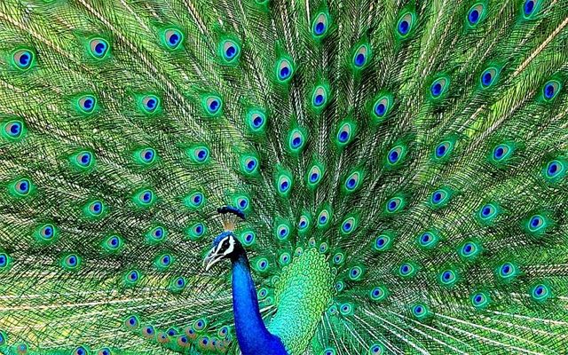 an image of a male peacock with his tail plumage spread into a beautiful display of bright color
