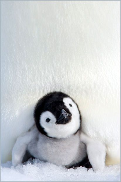 image of a baby penguin peeking out from under hir parent's belly