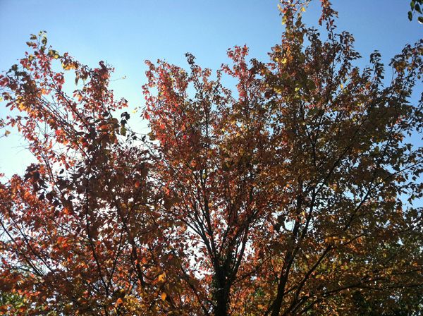 image of a tree-top in the sunlight; the leaves have all gone bright orange