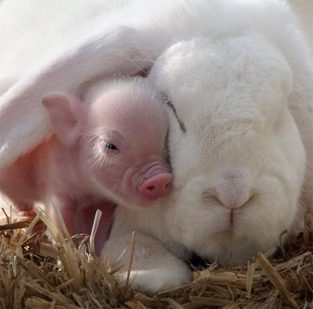 image of a pink piglet snuggling with a white rabbit, tucked under its large, floppy ear
