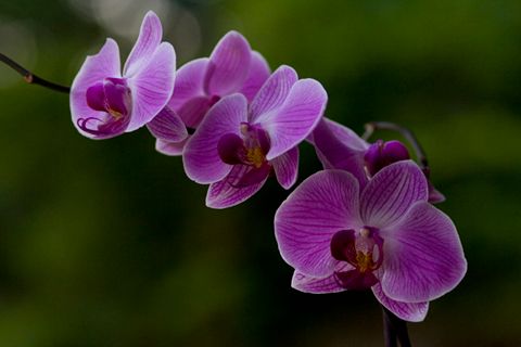 image of purple orchids