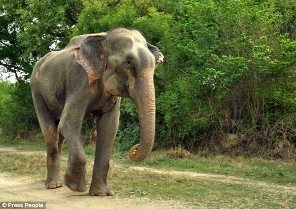 image of Raju, a very tall and very thin elephant, walking down a dirt path in a leafy green sanctuary