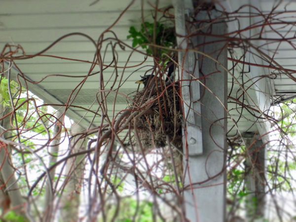 image of a nesting robin, whose nest has been built into the vine on our front porch