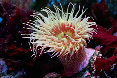 image of a white and pink sea anemone