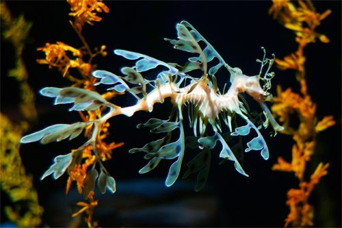 image of a teal and cream leafy sea dragon