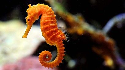 image of an orange seahorse