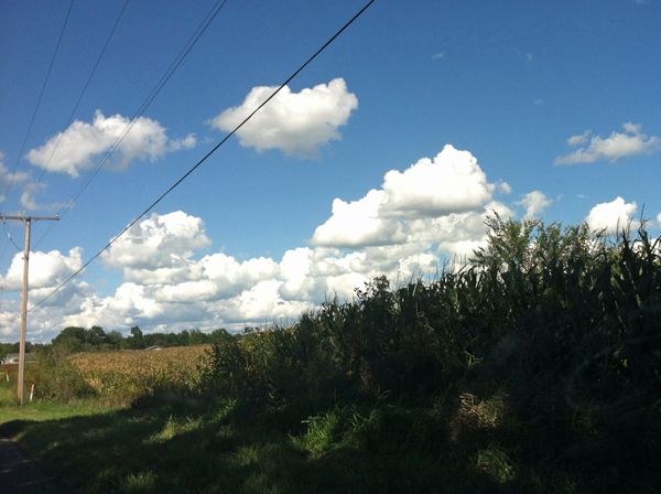 image of a blue sky with white clouds; below, a cornfield