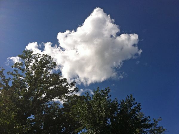 blue sky, white clouds, and green treetop, just above my house